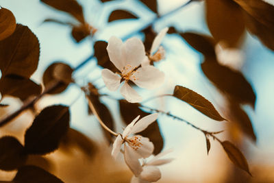 Close-up of white cherry blossoms