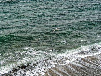 High angle view of seagull by sea