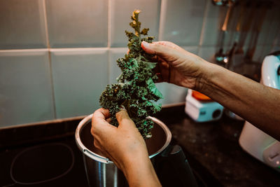 Close-up of hand holding potted plant