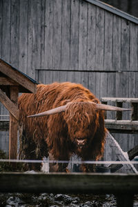 High angle view of a long horn on wooden wall