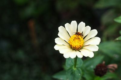 Close-up of white flower