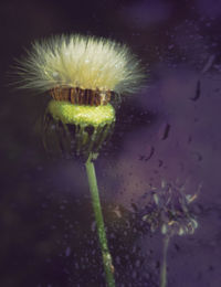 Close-up of purple flowering plant