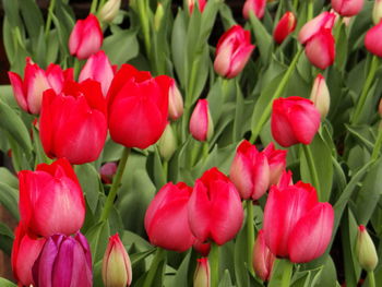 Close-up of red tulips