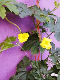 Close-up of yellow flowering plant