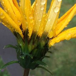 Close-up of yellow flower