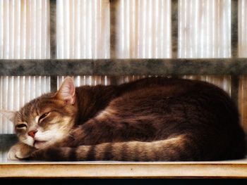 Close-up of a cat sleeping