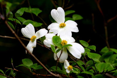 Close-up of white flowers
