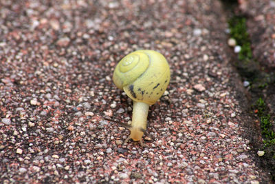 Close-up of snail on footpath