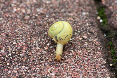 Extreme close up of a ground