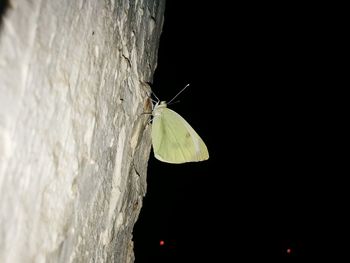 Close-up of butterfly on leaf at night