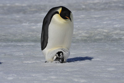 View of an animal on snow covered land