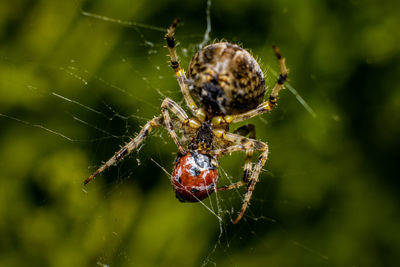 Close-up of spider with prey web