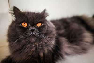 Close-up portrait of black cat