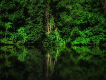 Scenic view of lake amidst trees in forest