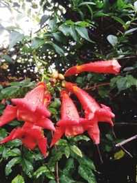 Close-up of red flower growing on plant