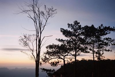 Silhouette trees against sky during sunset