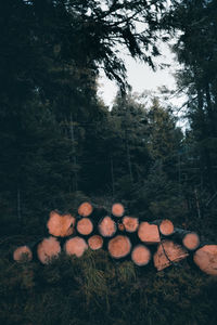 Stack of logs in forest