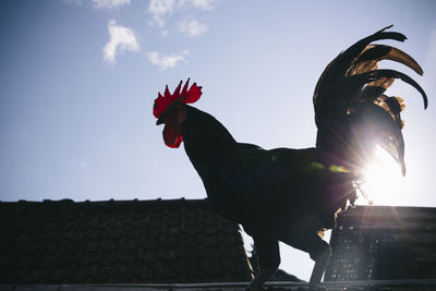 Low angle view of rooster against sky