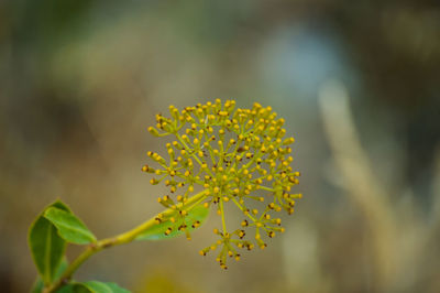 Close-up of yellow flowering plant