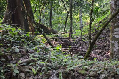 Trees growing in forest