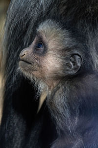 Close-up of monkey