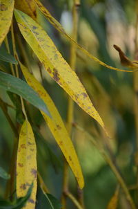 Close-up of fresh plant