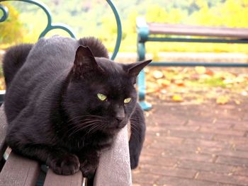 Close-up of cat sitting outdoors