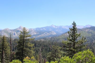 Scenic view of pine trees against sky