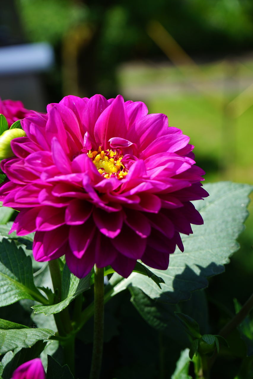 CLOSE-UP OF PURPLE FLOWER