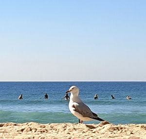 Seagulls on beach