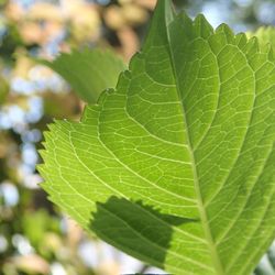 Close-up of leaves