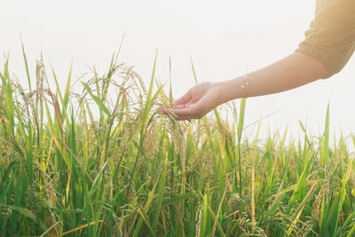 Cropped hand of man holding wheat field