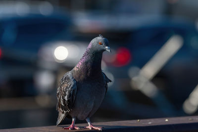 Close-up of pigeon perching on railing