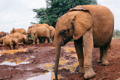 Elephants standing on muddy land against sky