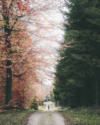 Footpath in park