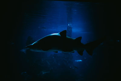 Fish swimming in sea
