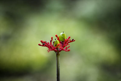 Close-up of red flower blooming outdoors