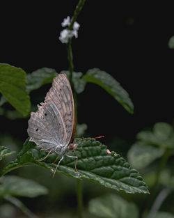 Close-up of butterfly on plant