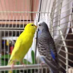 Close-up of parrot in cage