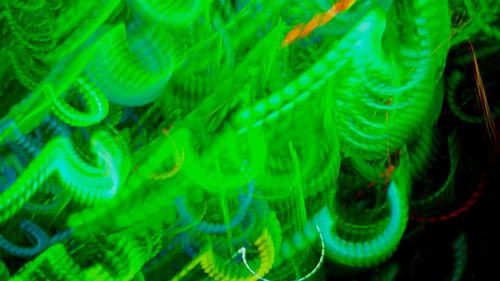 Close-up of green leaf