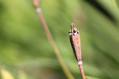 Close-up of insect on leaf