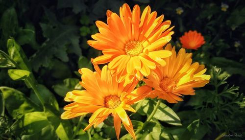 Close-up of yellow flower