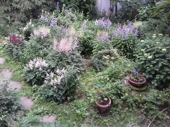 Flowers growing outdoors