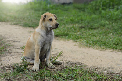 Dog looking away on field