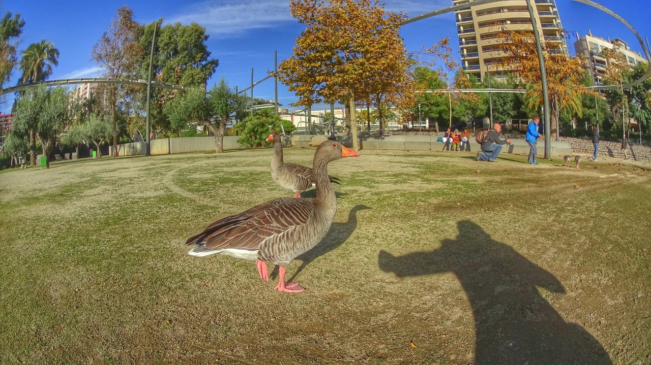 animal themes, bird, animals in the wild, wildlife, sunlight, tree, one animal, shadow, grass, full length, building exterior, day, outdoors, pigeon, walking, incidental people, built structure, architecture, park - man made space, field