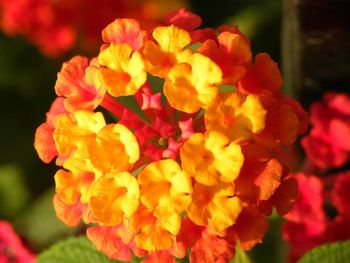 Close-up of red flowers