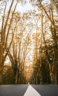 Road amidst trees against sky during autumn