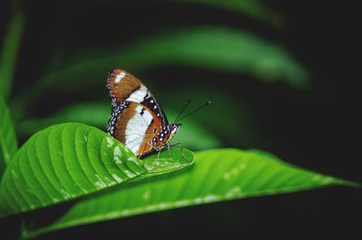 Close-up of butterfly on leaf