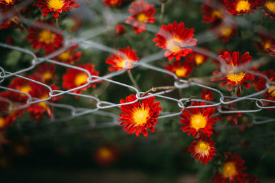 Close-up of red flowering plants