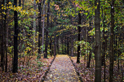 View of trees in forest during autumn